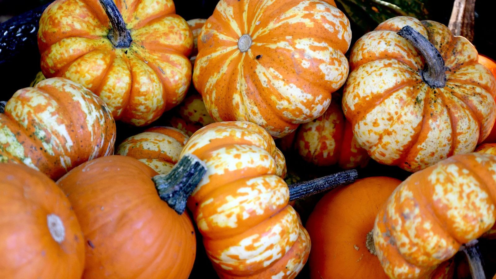 US Processed Pumpkin Market Seasonal Demand and Forecast 2025–2033